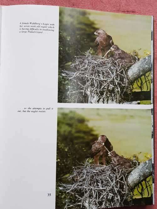 Birds of Prey: Eagle Days by Peter Steyn
