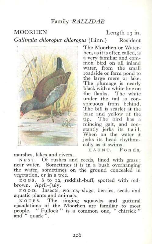 The Observer`s Book of British Birds