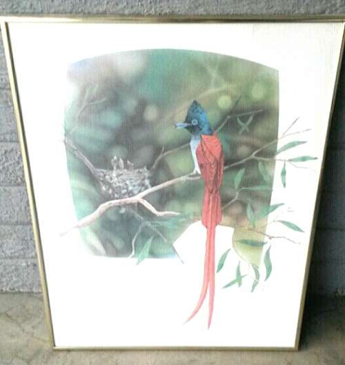 Mark Enslin  Paradise Flycatcher / Paradys Vlieevanger