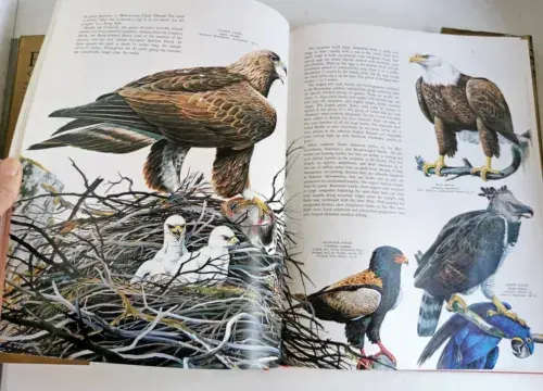 Birds of the World by Oliver L. Austin, Illustrated by Arthur Singer, 1988