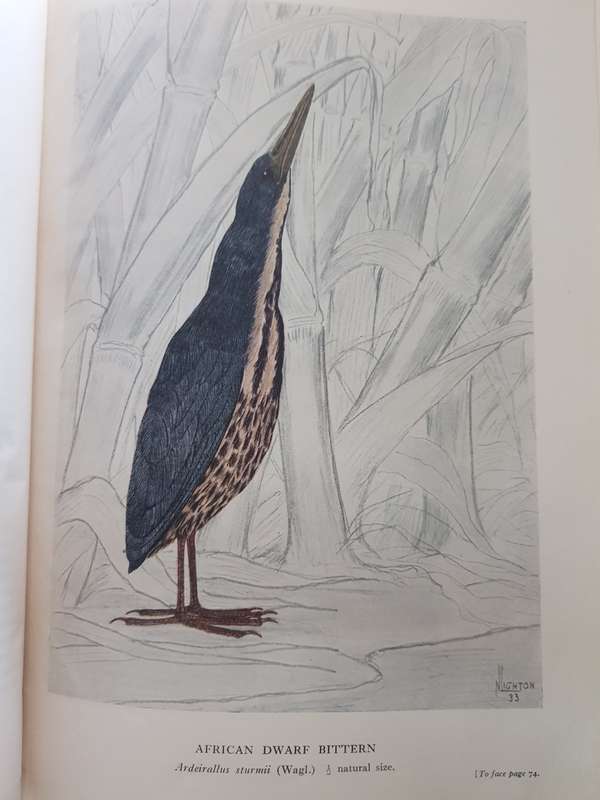 BIRDS  The Birds of Southern Rhodesia