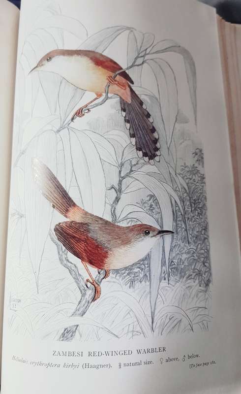 Birds of Southern Rhodesia Volume 3