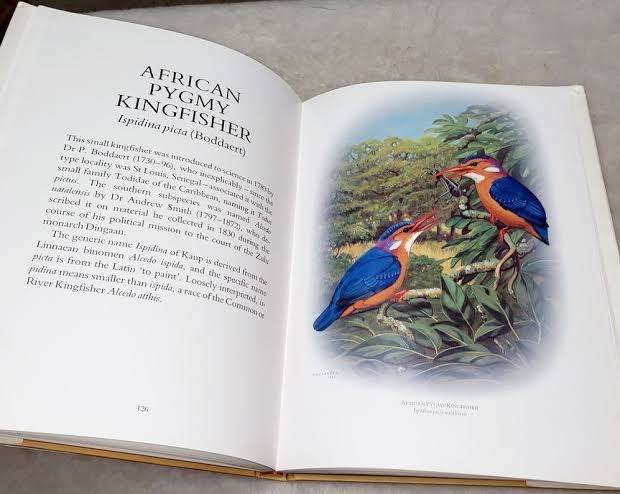 Birds Kingfishers Birds sub Saharan Africa Birds