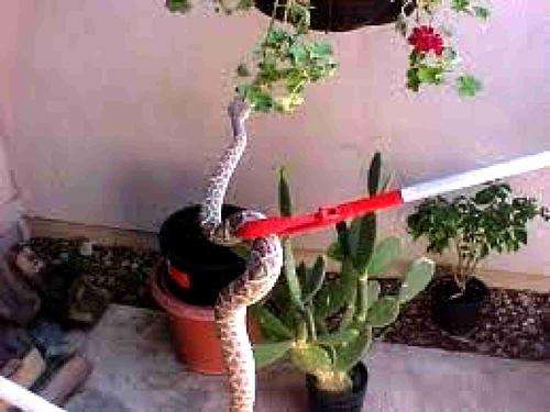 Reptile handler