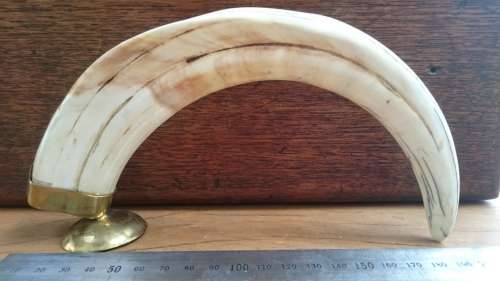 Warthog Vlakvark Tusk