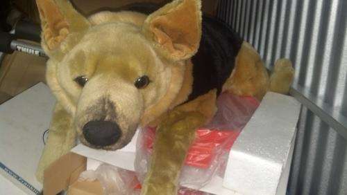 german dog
