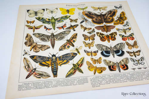 Naturgelchicte Des Teirreichs, or Natural History of the Animal Realm (Butterflies XXVI)