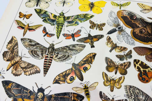 Naturgelchicte Des Teirreichs, or Natural History of the Animal Realm (Butterflies XXVI)