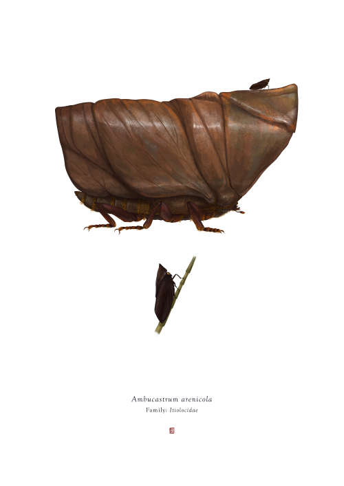 `Ambucastrum arenicola` Deluxe Limited Edition by Richard Wilkinson (Star Wars - Sandcrawler)