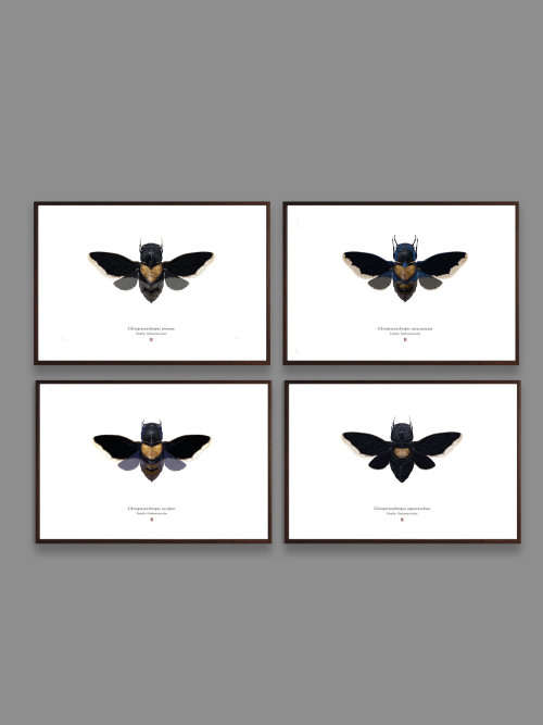 Set of 4 Chiropteranthropos Sp. Limited Edition Prints by Wilkinson, Richard