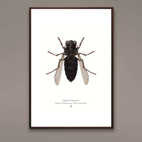 Volatus Trimotoria A4 Limited Edition Print by Wilkinson, Richard (Star Wars Tie Pilot)