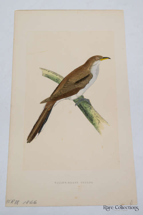 Antique Bird Print Yellow-Billed Cuckoo