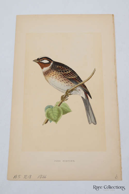 Antique Bird Print Pine Bunting