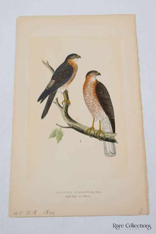 Antique Bird Print Calcutta Sparrow-Hawk