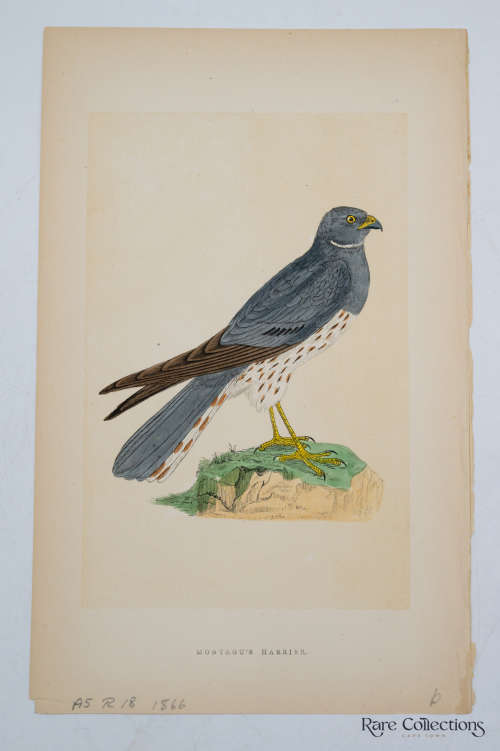 Antique Bird Print Montagu`s Harrier