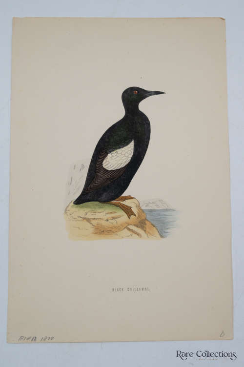 Antique Bird Print Black Chillemot