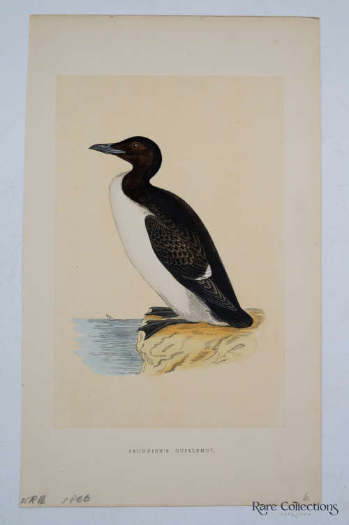 Antique Bird Print Brunnich`s Guillemot