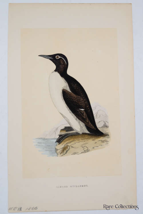 Antique Bird Print Ringed Guillemot