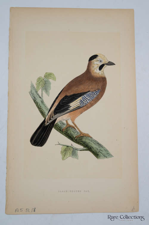 Antique Bird Print BlackHeaded Jay