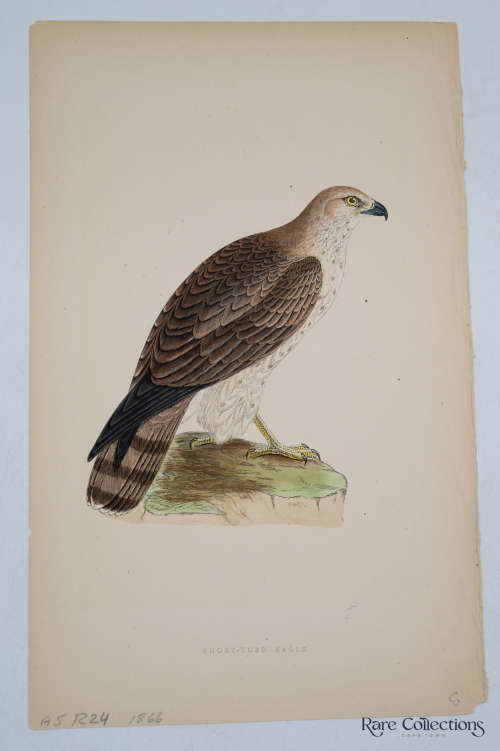 Antique Bird Print Short-Toed Eagle