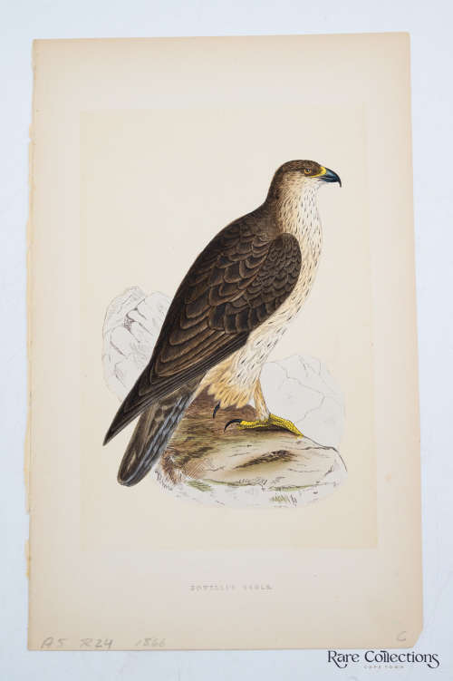 Antique Bird Print Bonelli`s Eagle