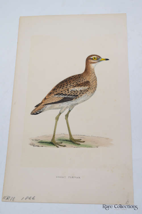 Antique Bird Print Great Plover