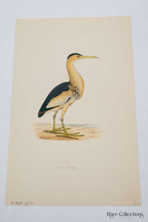 Antique Bird Print Little Bittern
