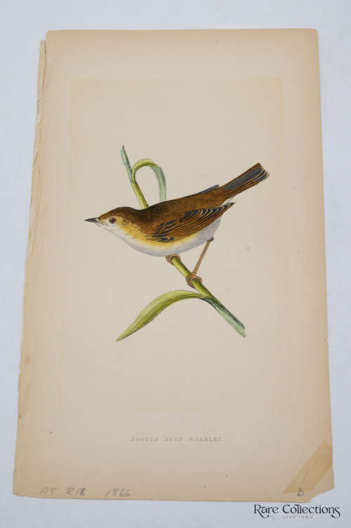 Antique Bird Print Booted Reed Warbler
