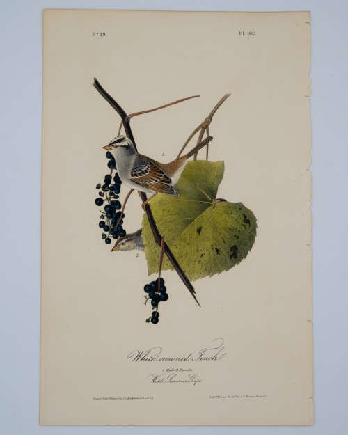 White Crowned Finch Plate 192 by John James Audubon