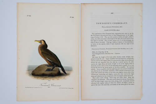Townsend`s Cormorant Plate 418 by John James Audubon