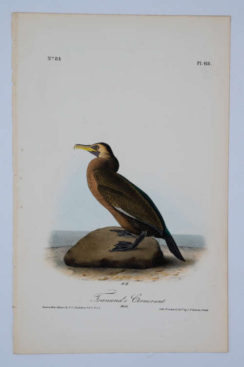 Townsend`s Cormorant Plate 418 by John James Audubon