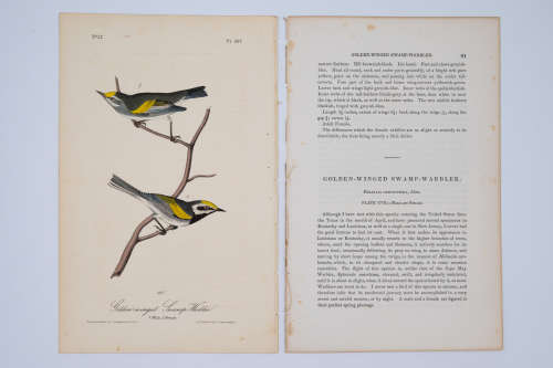 Golden-Winged Swamp Warbler Plate 107 by John James Audubon