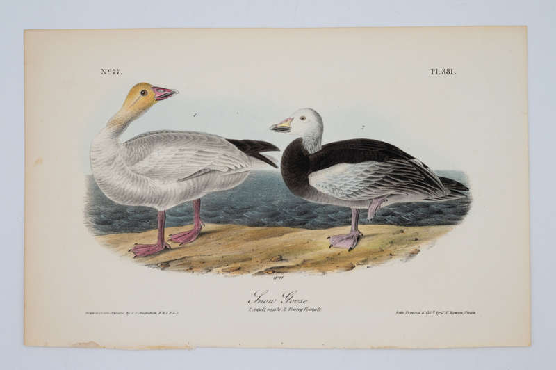 Snow Goose Plate 381 by John James Audubon