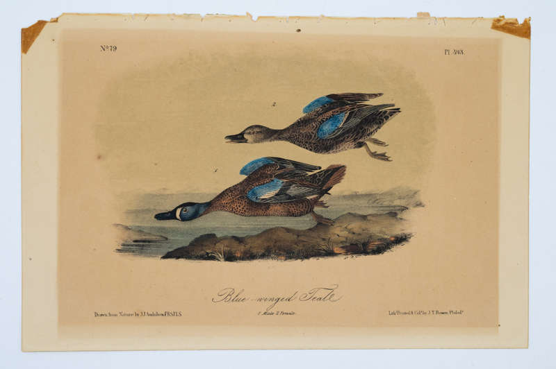 Blue-Winged Teal by John James Audubon