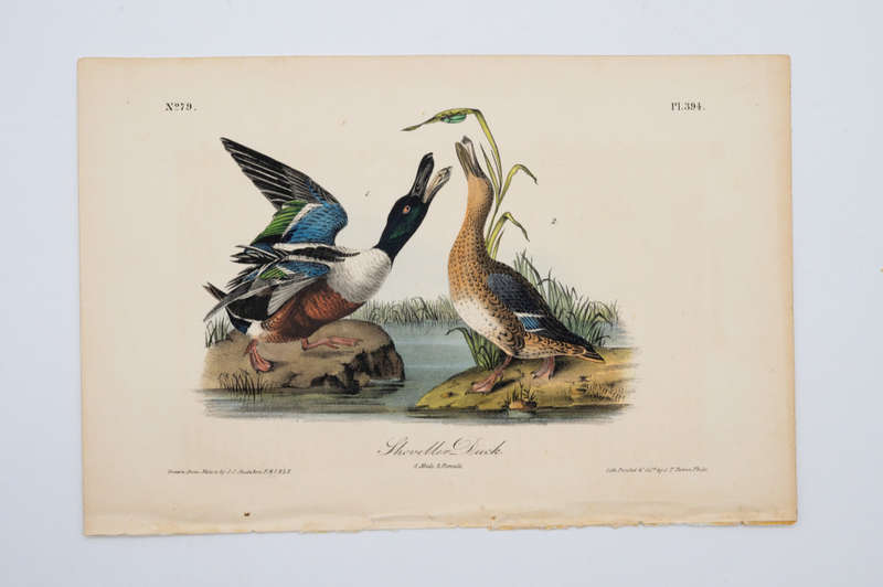 Shoveller Duck - Plate 394 by John James Audubon