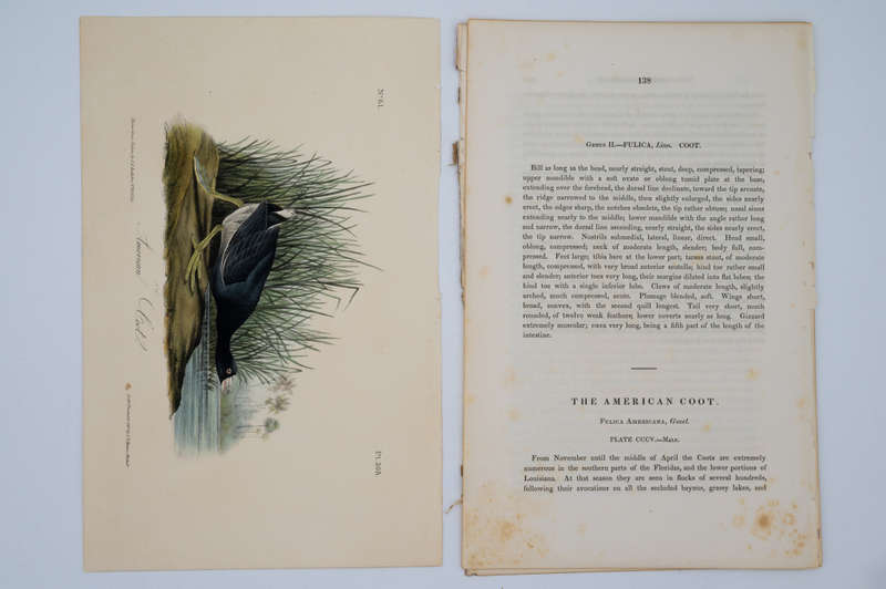 American Coot Plate 305 by John James Audubon