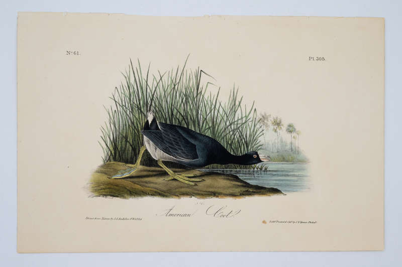 American Coot Plate 305 by John James Audubon