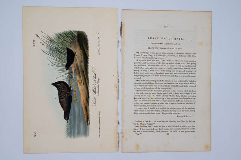 Least Water Rail Plate 308 by John James Audubon