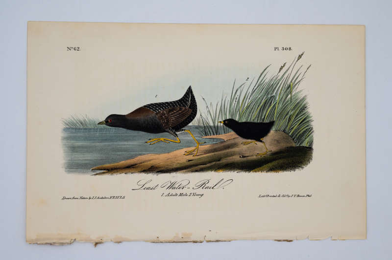Least Water Rail Plate 308 by John James Audubon