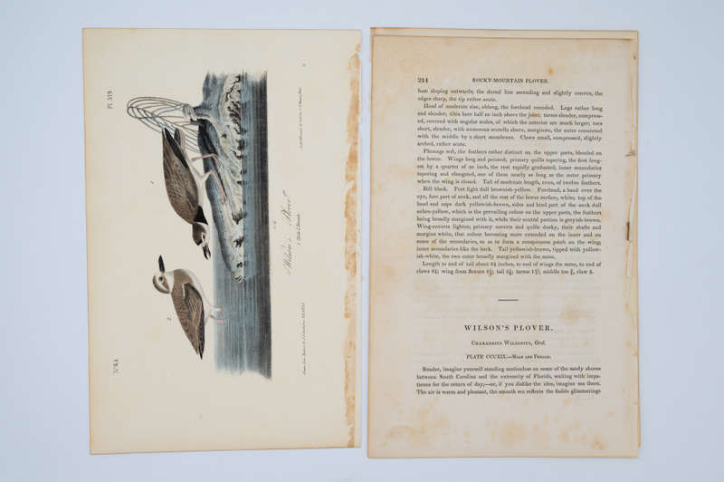 Wilson`s Plover Plate 319 by John James Audubon