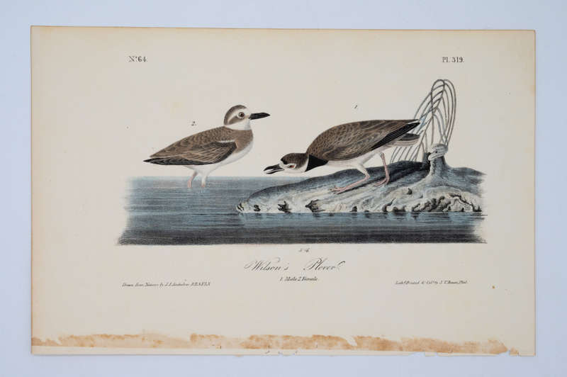 Wilson`s Plover Plate 319 by John James Audubon