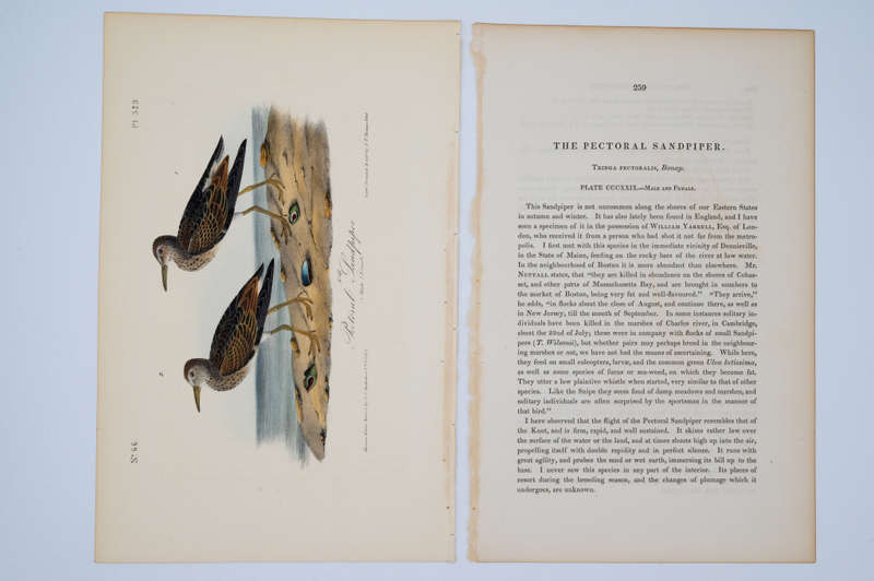 Pectoral Sandpiper Plate 329 by John James Audubon