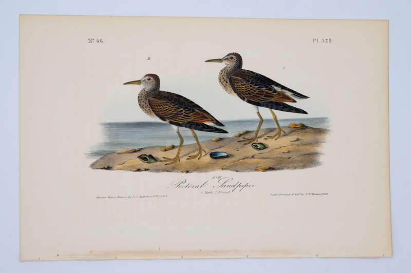 Pectoral Sandpiper Plate 329 by John James Audubon