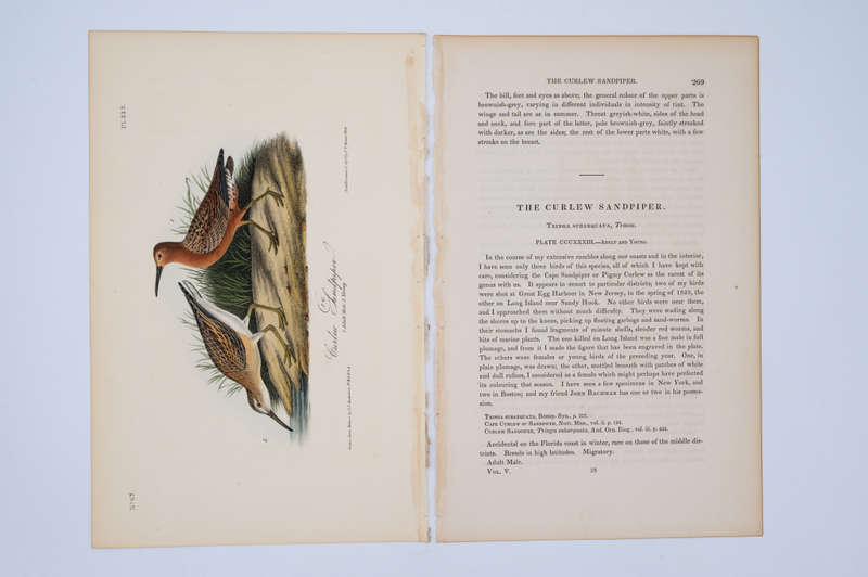 Curlew Sandpiper Plate 333 by John James Audubon