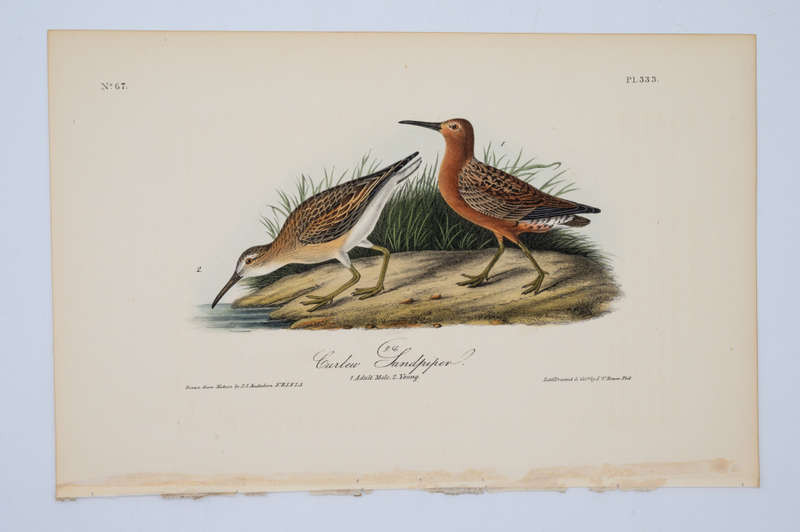 Curlew Sandpiper Plate 333 by John James Audubon