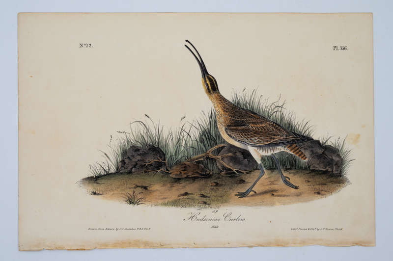 Hudsonian Curlew - Plate 356 by John James Audubon