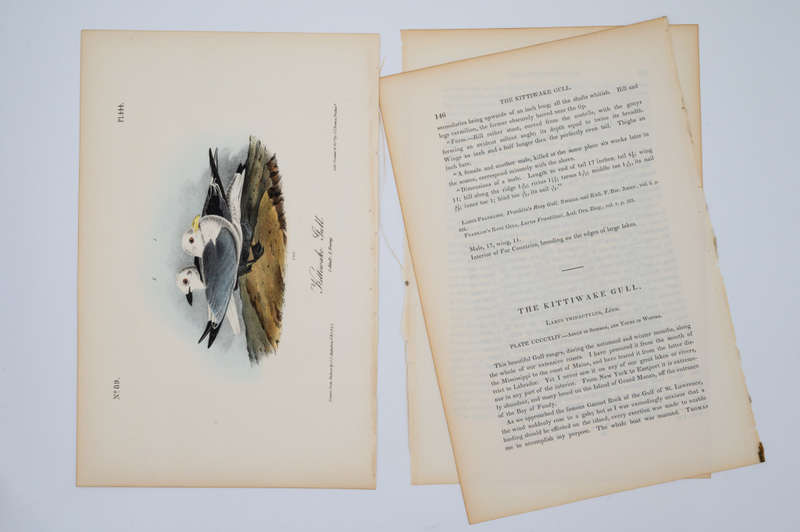 Kittiwake Gull Plate 444 by John James Audubon