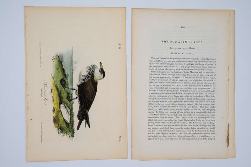 Pomerine Jager Plate 451 by John James Audubon