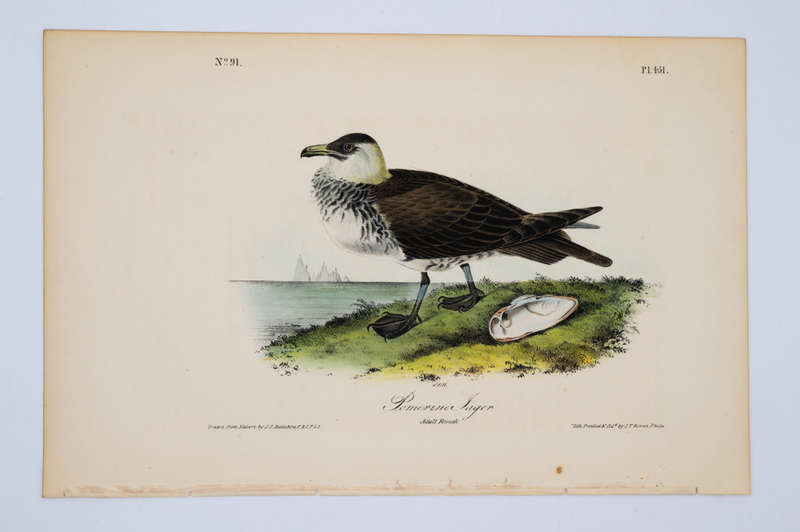 Pomerine Jager Plate 451 by John James Audubon