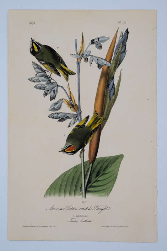 American Golden Crested Kinglet Plate 132 by John James Audubon